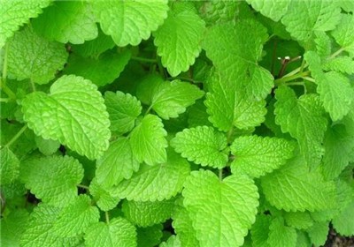 گیاه نشاط آور را بشناسید