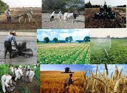 آغاز طرح آمارگیری محصولات زراعی در آذربایجان شرقی