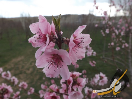 دوربین پیک هشترود/ شکوفه های بهاری در باغ های هشترود