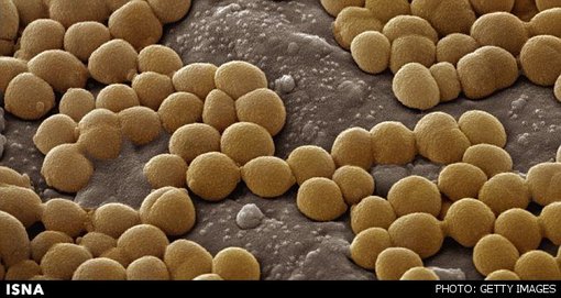 میکروب های کف دست از نمای نزدیک +عکس