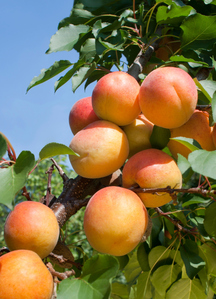 روغن زردآلو؛ مرهمی عالی برای پوست