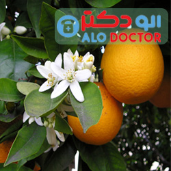 فواید شگفت انگیز و کاربردهای عرق بهار نارنج
