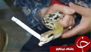 سیگار کشیدن یک مار +عکس سیگار کشیدن یک مار +عکس