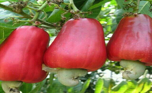 بادام هندی چگونه به وجود می‌آید؟ (+عکس)