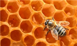 صادرات ۶۳ هزار کیلوگرم عسل به خارج