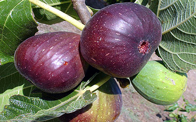 با این میوه کم خونی خود را درمان کنید