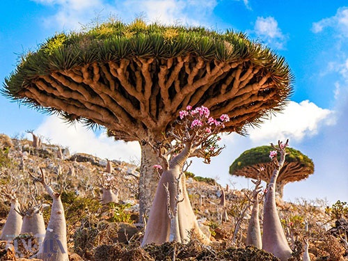درخت عجیب خون اژدها در یمن/عکس