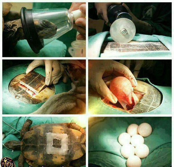 عمل سزارین لاکپشت!/عکس