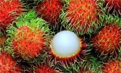 فیسالیس، رامبوتان و گیلاسهای ۱۷۰ هزار تومانی آرژانتینی نوبرانههای برجام! فیسالیس، رامبوتان و گیلاسهای ۱۷۰ هزار تومانی آرژانتینی نوبرانههای برجام!
