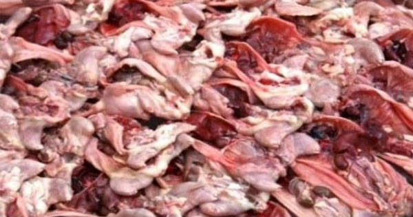 فروش گوشت موش به جای گوشت مرغ+ عکس