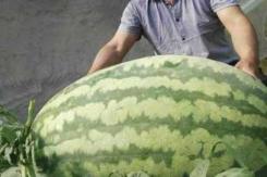 هندوانه ۸۰ کیلویی در چین+عکس