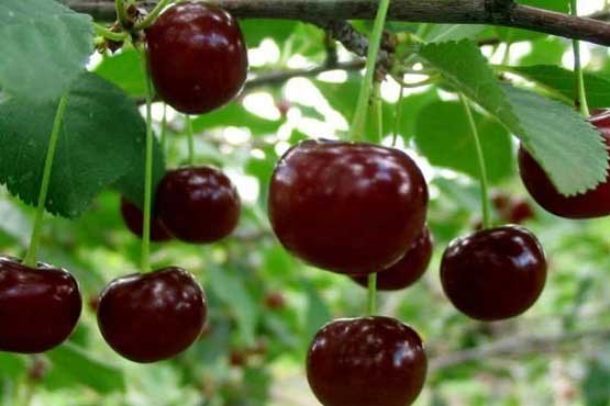 آلبالو یک پنی سیلین طبیعی