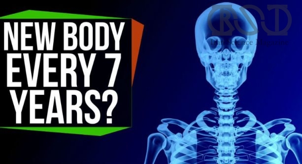 آیا بدن ما واقعاً هر ۷ سال یک بار خود را بازسازی می کند؟