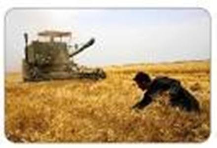 آغاز برداشت محصول گندم و جو از ۵۳ هزار هکتار اراضی در چاراویماق