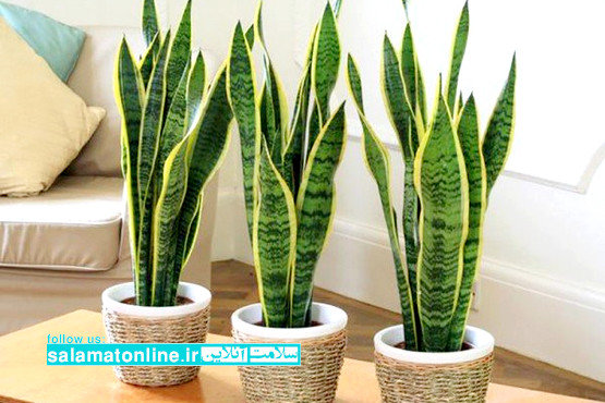 گیاهانی برای تصفیه هوای خانه‌تان