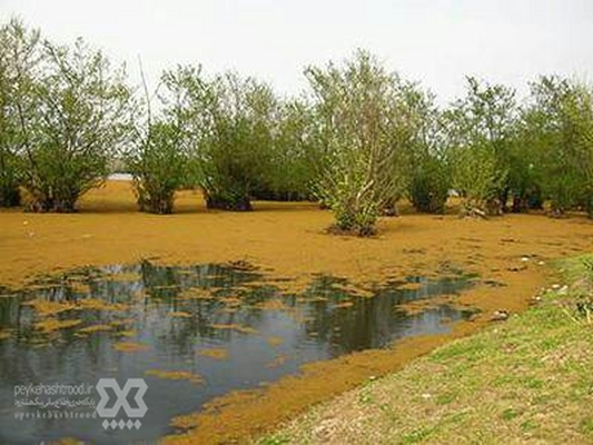محیط زیست با برداشت غیرمجاز آب در تالاب‌ها برخورد می‌کند