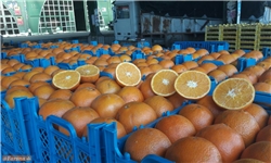 بازار شب عید تنظیم شد جیب باغداران نه/سود واردات شیرین‌تر است یا مزه پرتقال خارجی