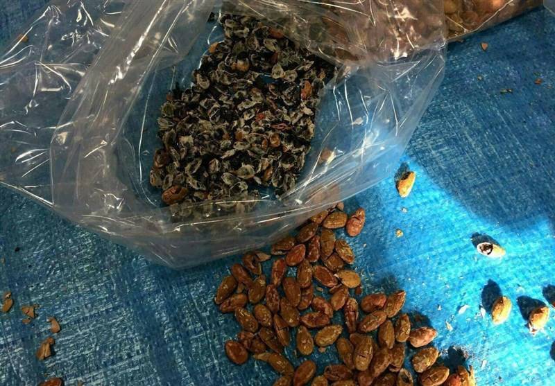 عکس/جاسازی تریاک بهجای مغز تخمه ژاپنی! عکس/جاسازی تریاک بهجای مغز تخمه ژاپنی!