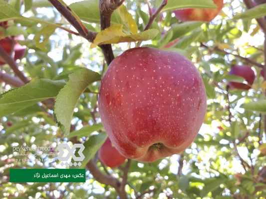 جشن برداشت سیب در روستای سلمان کندی بخش نظرکهریزی شهرستان هشترود