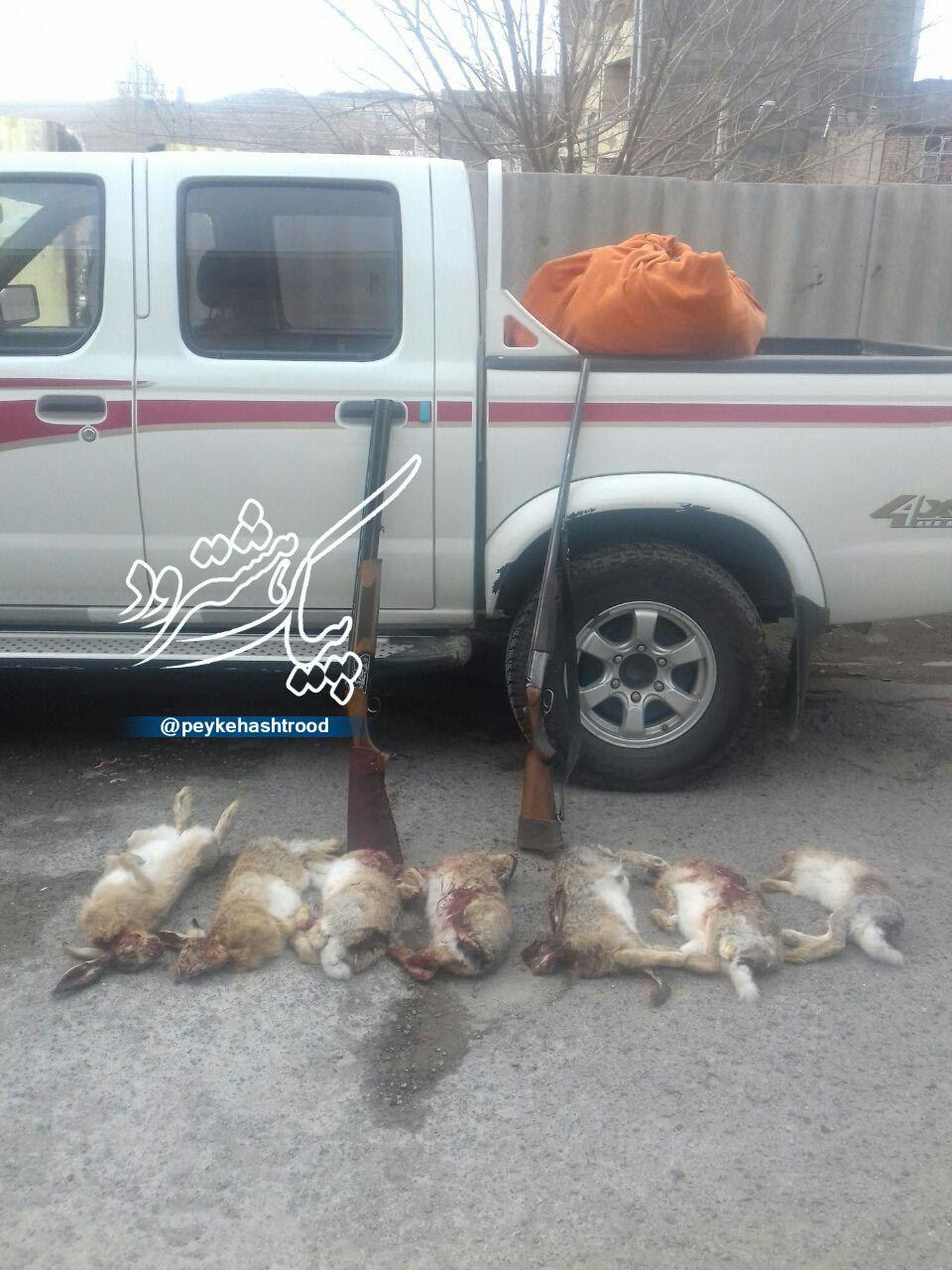 دستگیری چهار شکارچی غیرمجاز در هشترود +عکس