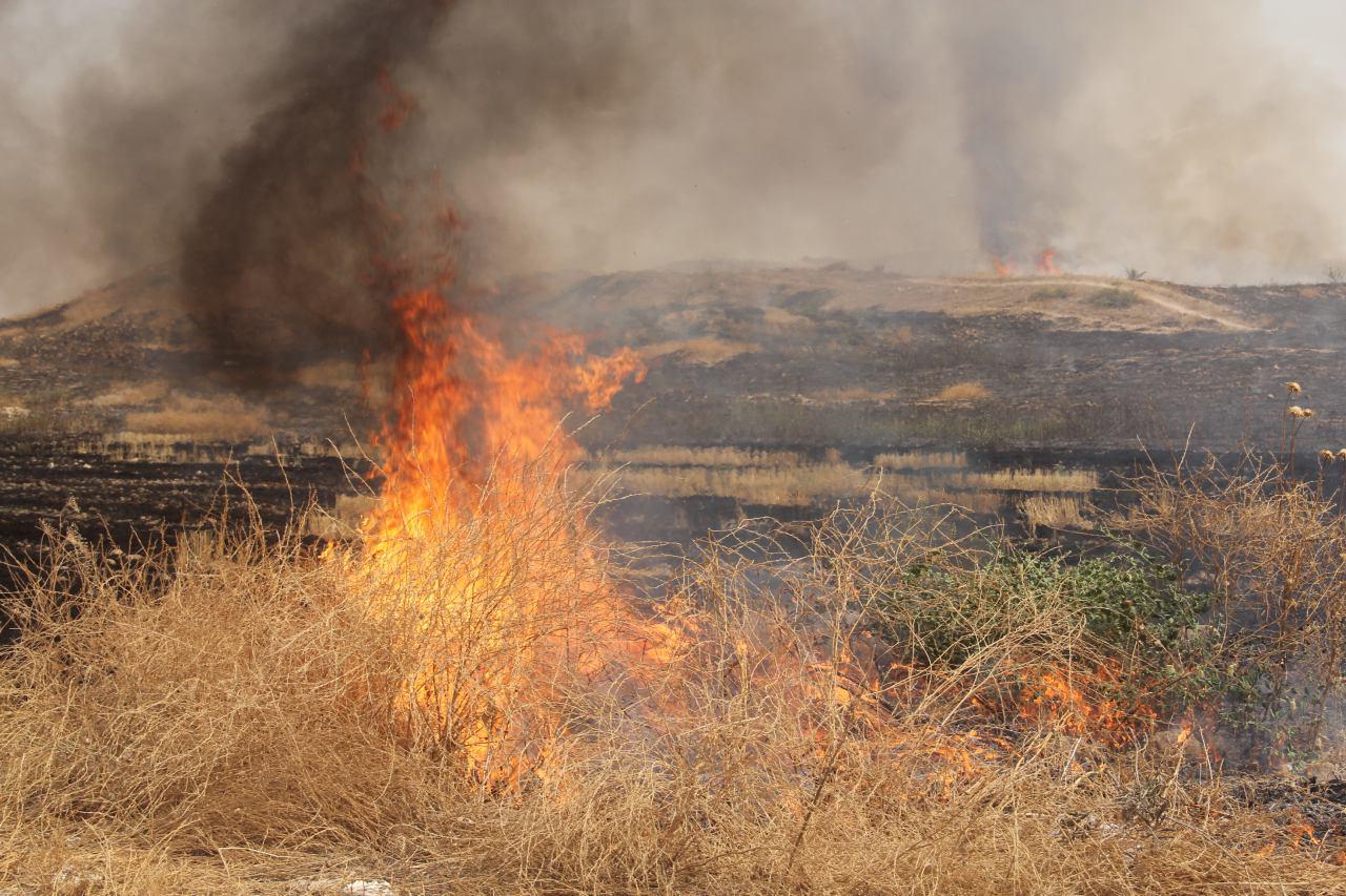 آتش سوزی ۷۰ هکتار از گندم زار درو شده در روستای جغول نظر کهریزی