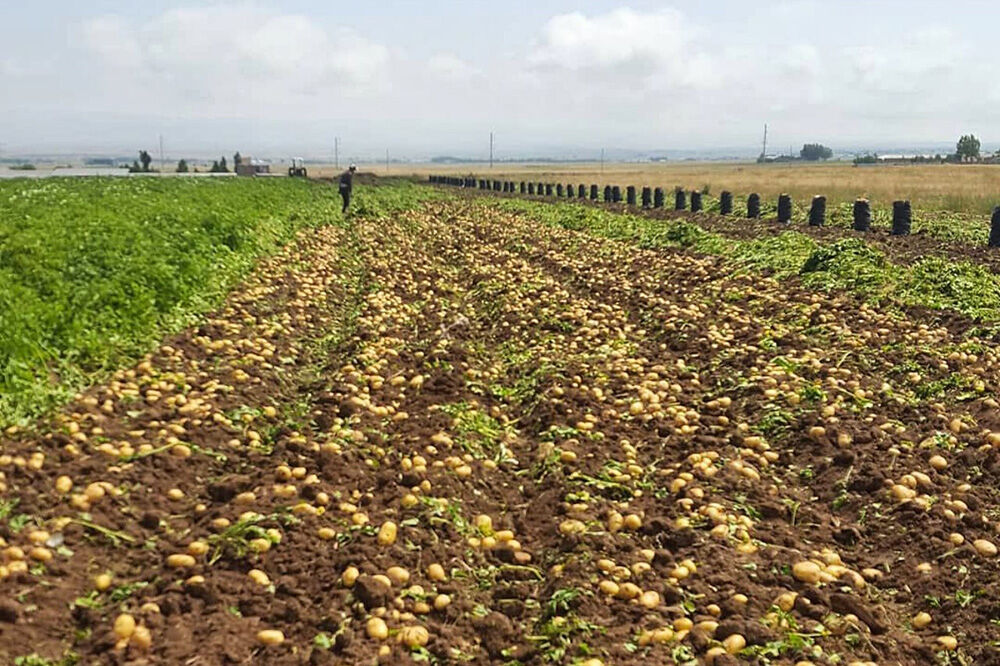 کشت ۵۵۰ هکتار سیب زمینی در هشترود آغاز شد