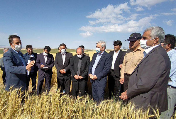بازدید معاون وزیر جهاد کشاورزی در امور زراعت از پروژه امنیت غذایی ایران در شهرستان هشترود