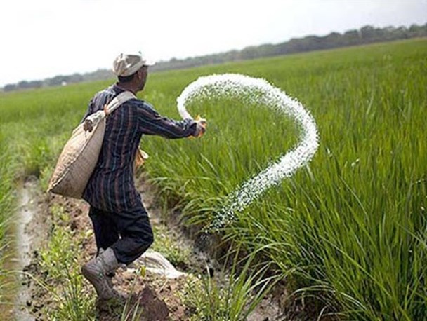 آینده مبهم صنعت کشاورزی در سایه گرانی عجیب کودهای شیمیایی/ تلاش وزیر جهاد برای تخصیص ارز ۴۲۰۰ تومانی به واردات کود بی‌نتیجه ماند