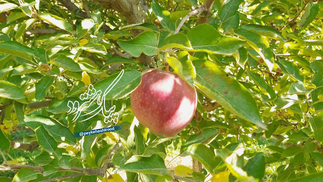 گزارش تصویری/ فصل برداشت سیب از باغات هشترود