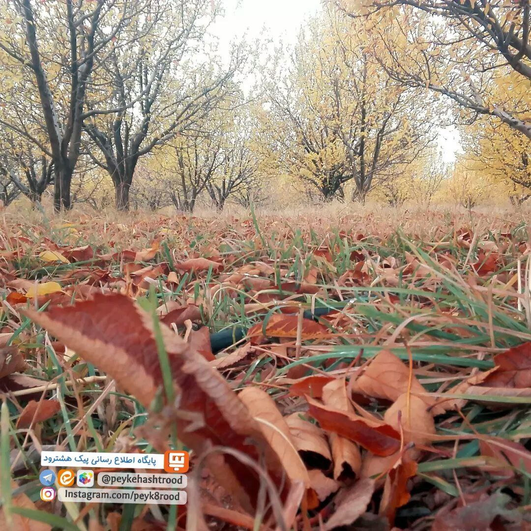 شهروند خبرنگار/ پاییز هزار رنگ در طبیعت روستای نخودآباد نظرکهریزی