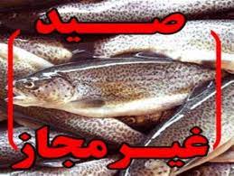 دستگیری صیادان غیرمجاز با هزار قطعه انواع ماهی در سد سهند هشترود