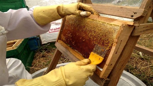 سرشماری ۵۲۹۴۴ فروند کندوی سنتی و مدرن در زنبورستان های هشترود/ تولید ۵۴۵ هزار کیلوگرم عسل از سوی ۷۴۱ زنبوردار فعال