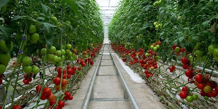 آغاز شناسنامه‌دار کردن محصولات کشاورزی در آذربایجان شرقی
