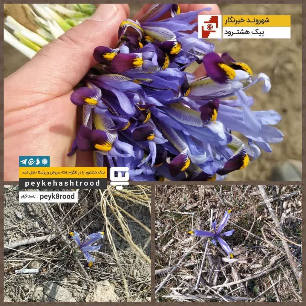 شهروند خبرنگار/ نوروز گولی در طبیعت هشترود
