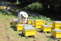 تولید بیش از ۴۲۲ تن عسل مرغوب در هشترود