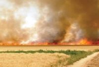 ممنوعیت آتش زدن مزارع بعد از برداشت محصول در آذربایجان شرقی